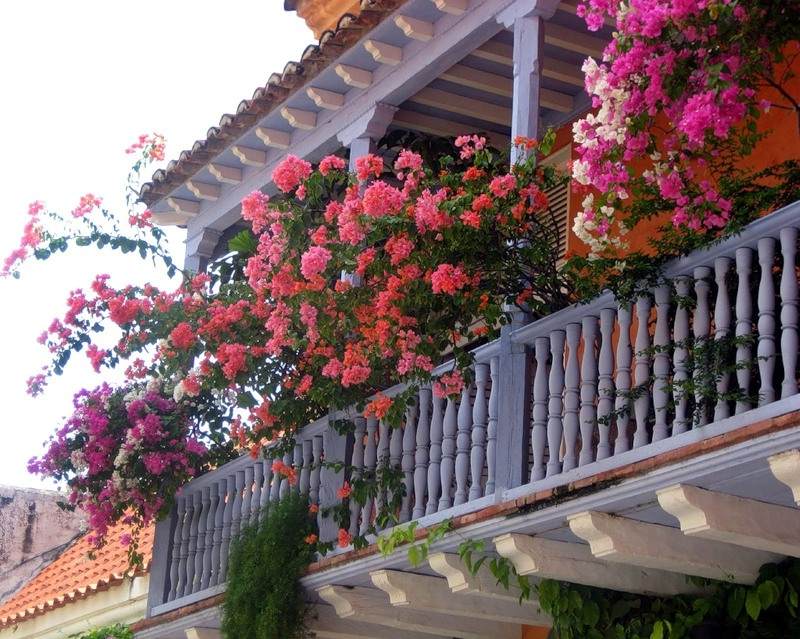 балконные цветы