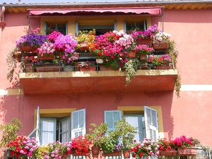 Перечень и описание видов цветов для балкона