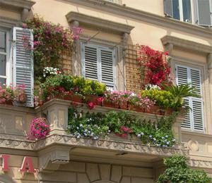 Как правильно расположить цветы на балконе