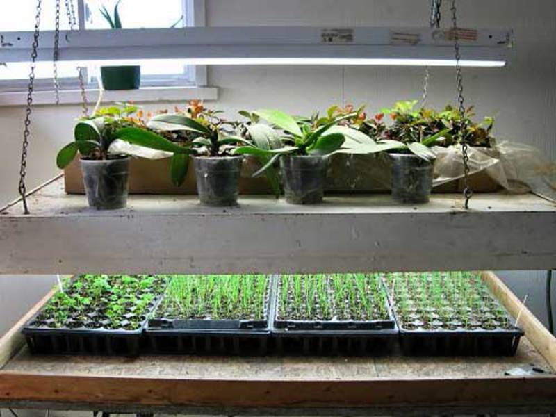 Выращивание зелени на балконе