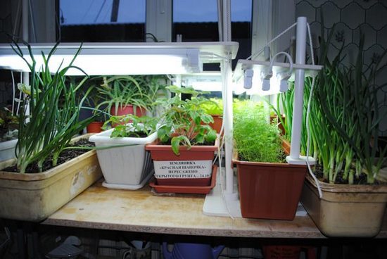выращивание зелени на подоконнике зимой