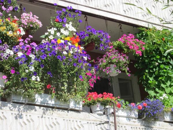 цветы на балконах и лоджиях