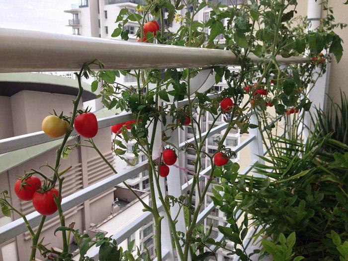 как вырастить помидоры дома на подоконнике