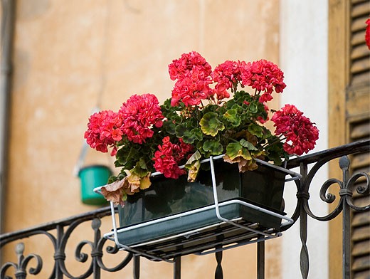 Герань - цветок на балконе южной направленности
