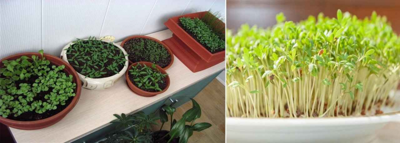 			Как выращивать зелень на балконе: мини-огород своими руками		