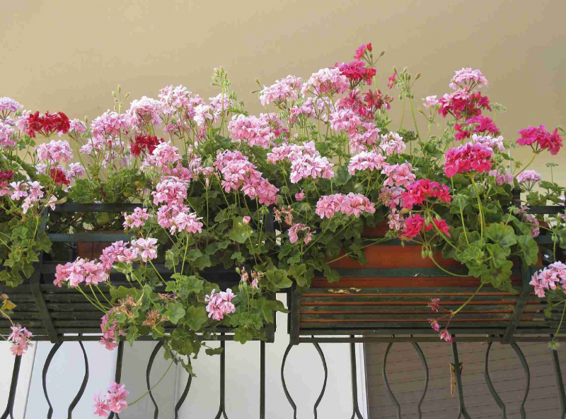 			Подбираем цветы для балкона: солнечная сторона		