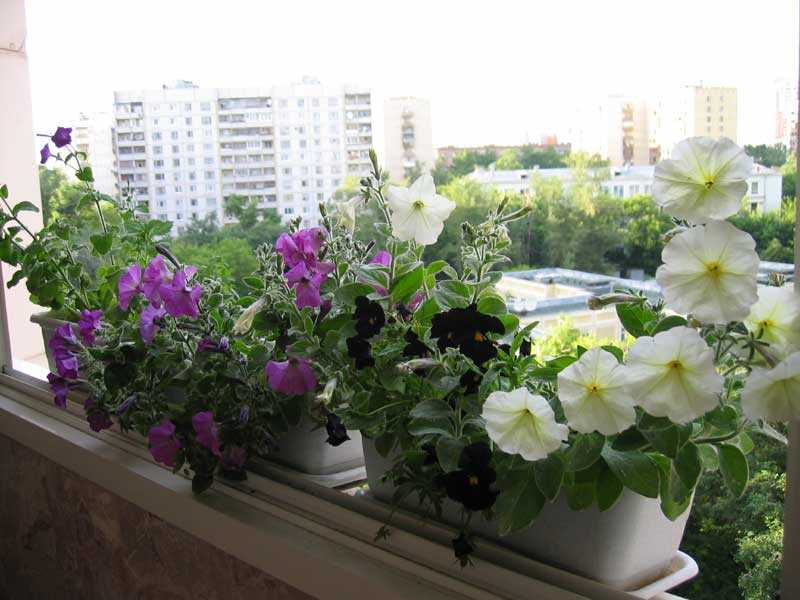 			Подбираем цветы для балкона: солнечная сторона		