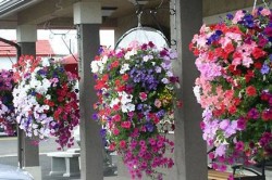 Горшки цветочные для балкона, вазоны и кашпо		