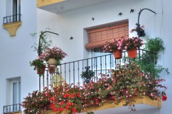 Цветы на балконе: выбор и расположение, дизайн, фото и названия (видео)		