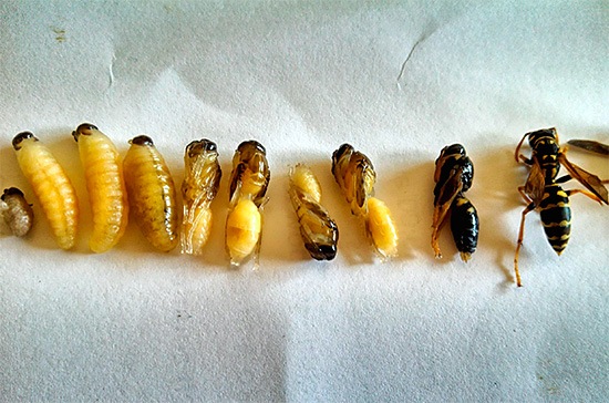 Стадии развития осы - от личинки до взрослого насекомого