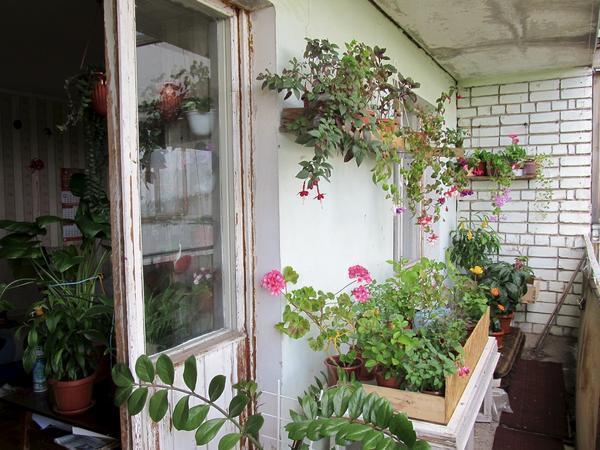 Цветы на балконе можно расположить на подоконнике, полке или столе 