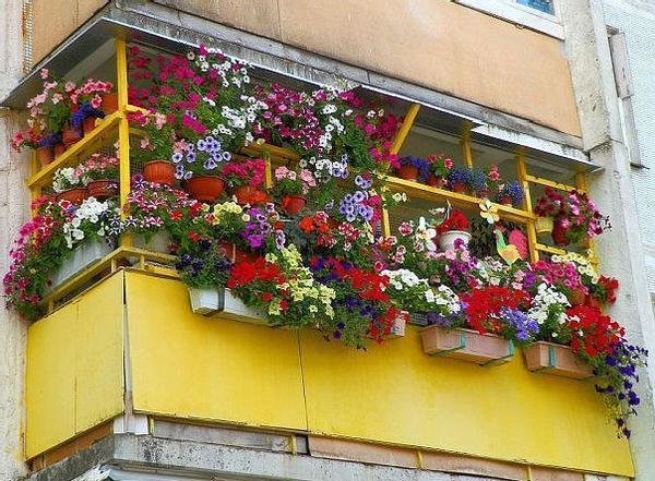 Декоративными вьющимися цветами для балкона можно украсить весь балкон