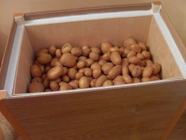 Чтобы картофель не утратил своих вкусовых качеств, его необходимо хранить правильно