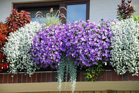 Разместив цветы на балконе, можно существенно улучшить его эстетические качества 