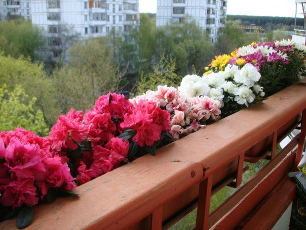 цветы на балконе в подвесных горшках