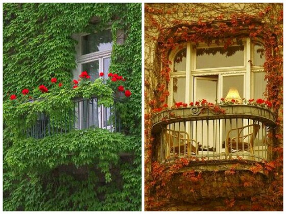 Прекрасное украшения балкона цветами