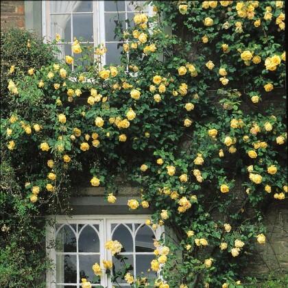 Роскошное украшения балкона цветами