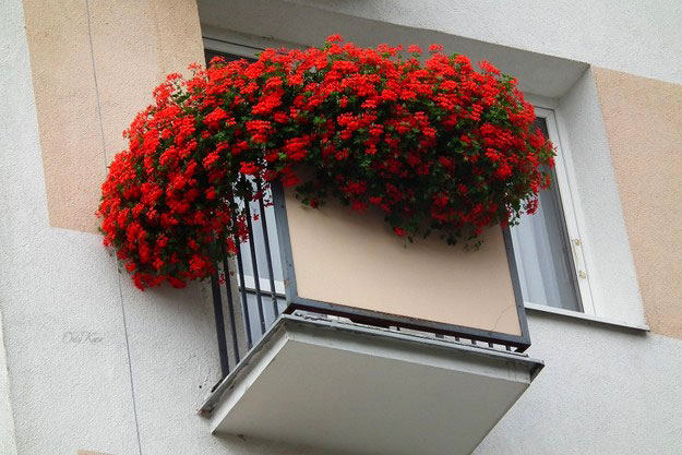 Стильное украшения балкона цветами
