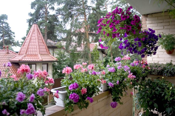 Фиолетовые цветы на балконе