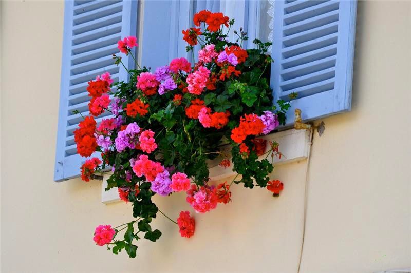 Розово-красные цвета герани на балконе
