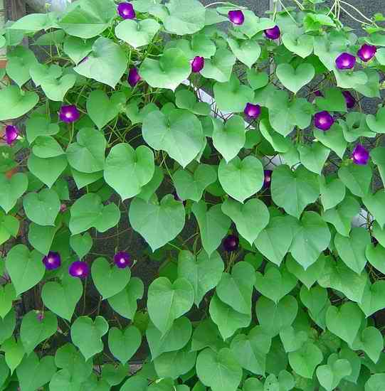 Фиолетовый вьюнок на фоне зеленых листов