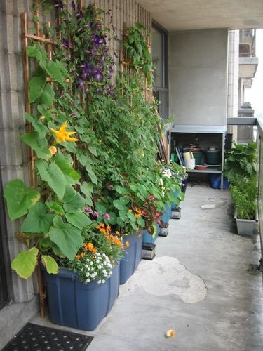 Вьющиеся растения в интерьере балкона