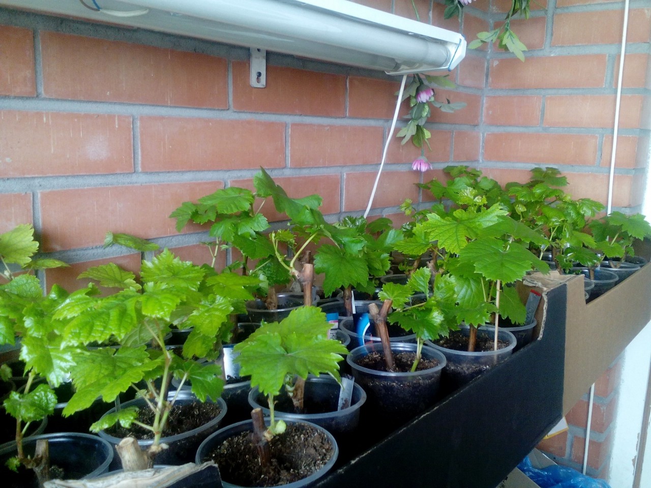 Вырастить виноград на балконе легко!