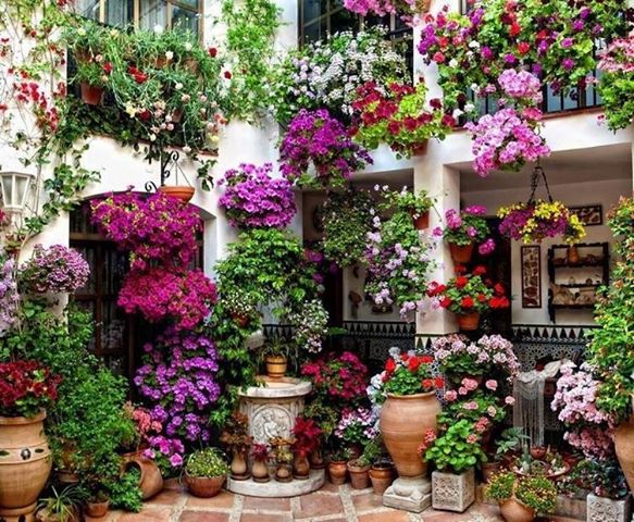 cvety-na-balkone