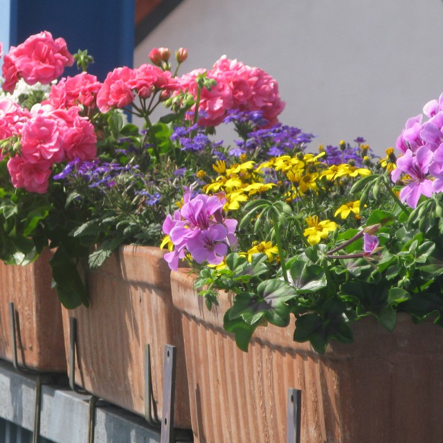 фото как украсить балкон геранью и другими цветами