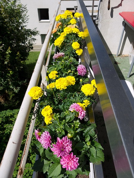 какие цветы можно посадить на балконе фото