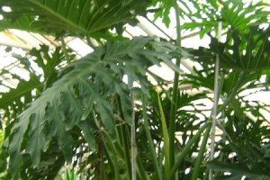 Филодендрон - крупное непритязательное растение