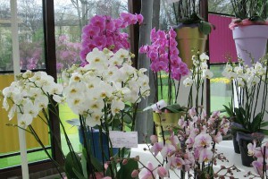 Орхидея хорошо смотрится рядом с крупными растениями