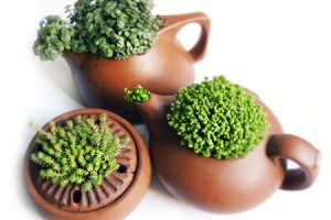 Старый чайник - отличная емкость для выращивания цветов