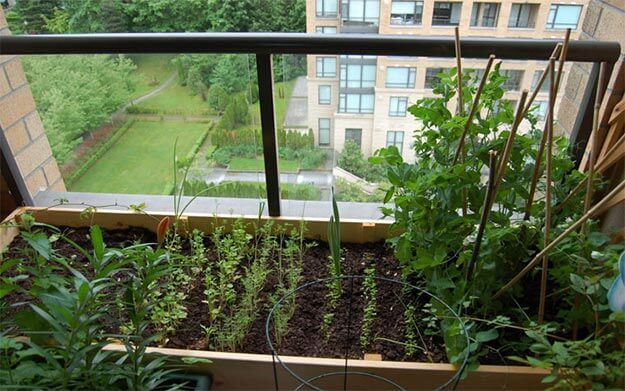 Огород на балконе для начинающих