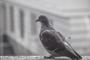 голубь залетел на балкон примета