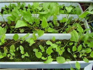 Выращивание зелени на балконе