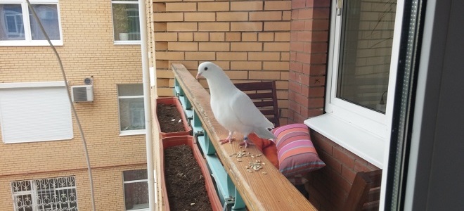 примета голубь на балконе