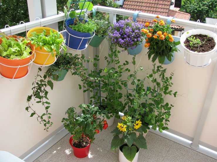 Наиболее популярные вьющиеся растения для балкона