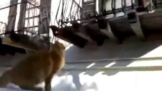 Вход через балкон Прикол с котом!!!