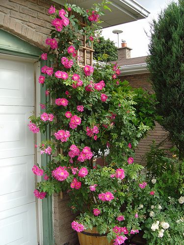 William Baffin roses climbing - a favorite, easy rose.: 