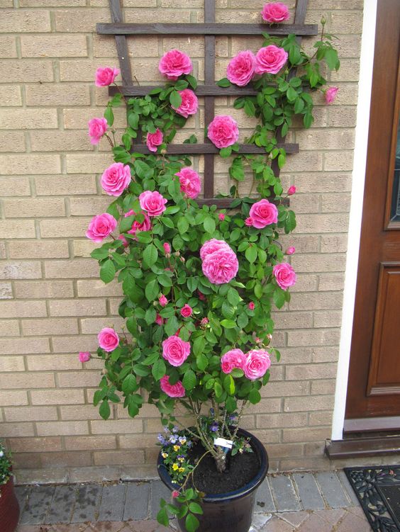 climbing rose in container - Google Search: 
