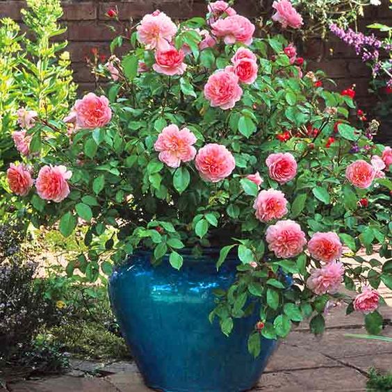 'Anne Boleyn' is exceptionally free-flowering, with large sprays of pink flowers; David Austin Roses.: 