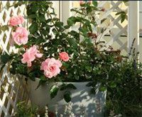 9 советов, как вырастить на балконе красивые розы: 
