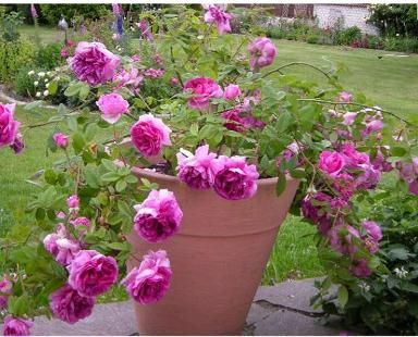 9 советов, как вырастить на балконе красивые розы: 