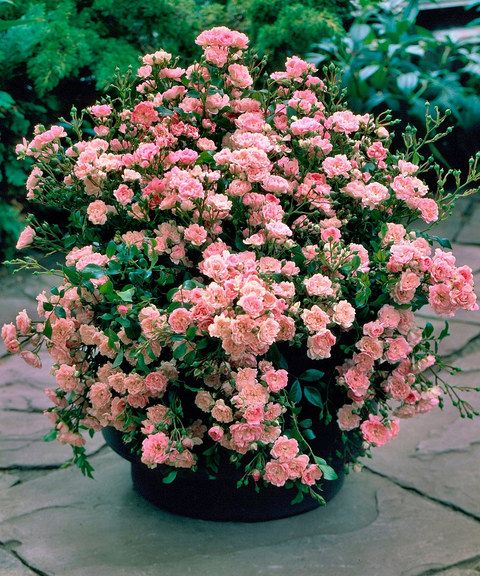 'Fairy' Pink Rose Plant in container: 