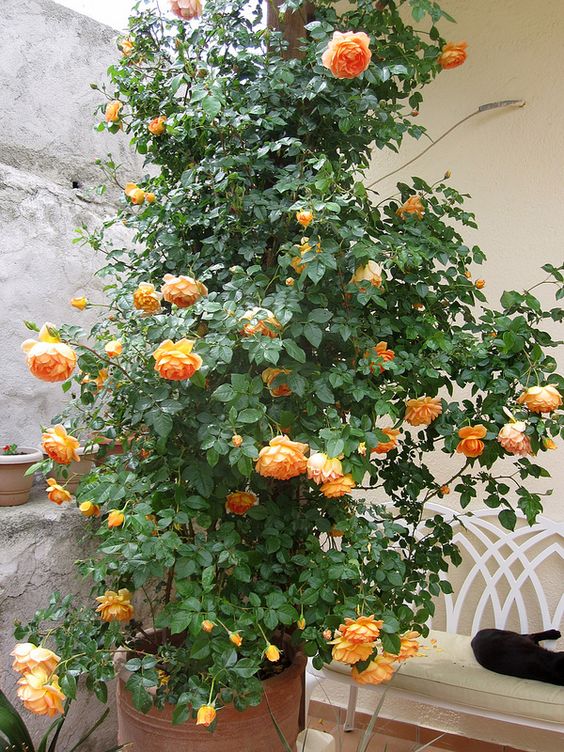 Growing Austin roses in containers in a Mediterranean climate: 