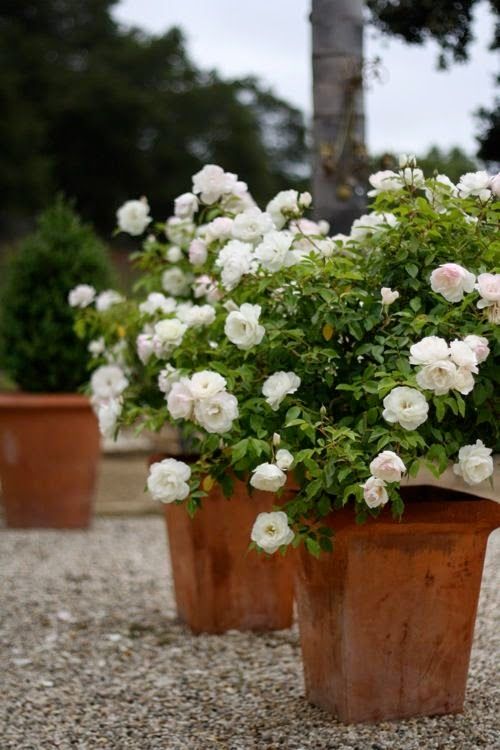 Potted White Roses: 