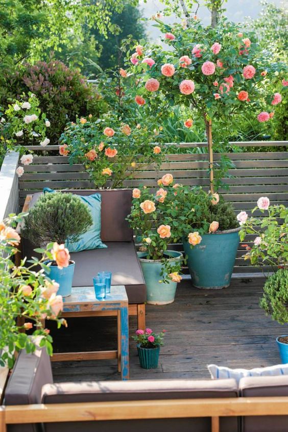 Growing Roses in Containers (Balcony, Patio and Terrace): 