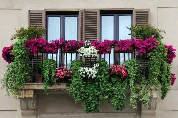 Сад на балконе — стоковое фото