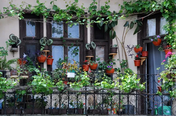 Сад балкона — стоковое фото